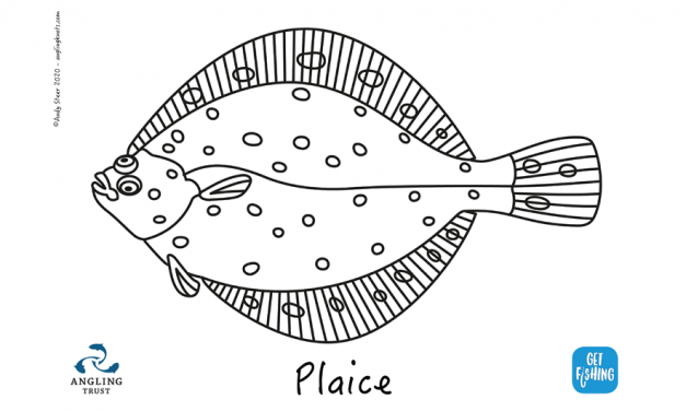 Kids Club | Colouring in – plaice