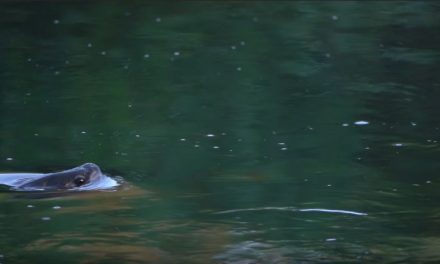 Rising Trout in 4K HD