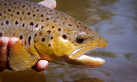 Brown Trout on the Dry Fly in Southern Sweden