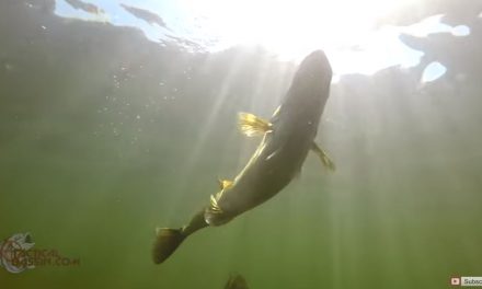 Underwater Footage of Largemouth Bass hitting Topwaters