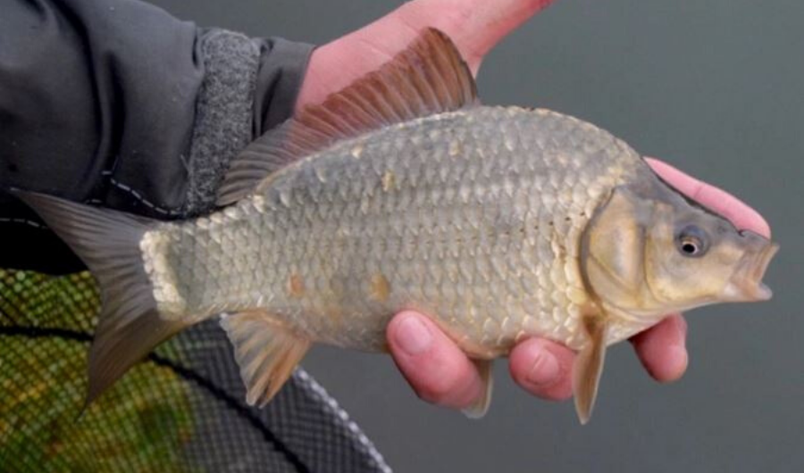Fisheries management during coronavirus pandemic