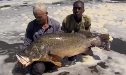100lb + Nile Perch – River Monsters