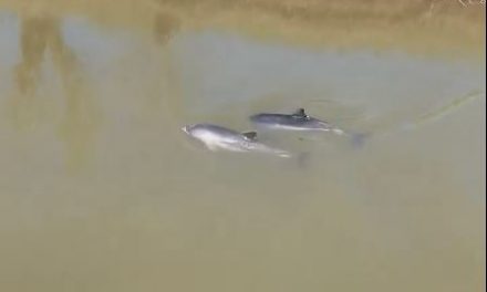 Porpoises spotted on Somerset’s River Tone!