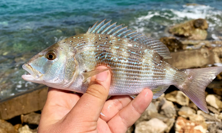Sea and Lure Light Rock Fishing in Crete: blog by Andy Mytton