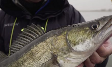 Vertical jigging for Zander – Westin-Fishing