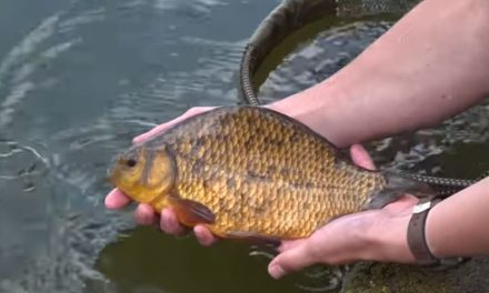 Float Fishing For Crucian Carp