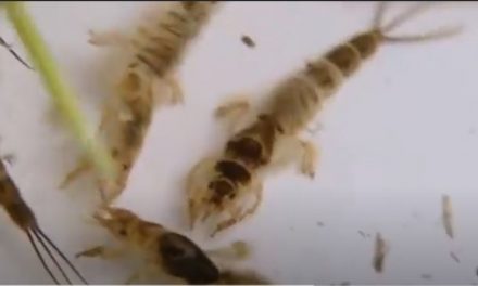 Basic Entomology For Fly fIshing