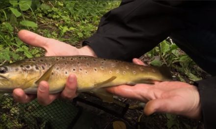 Urban Lure Fishing for Wild Trout