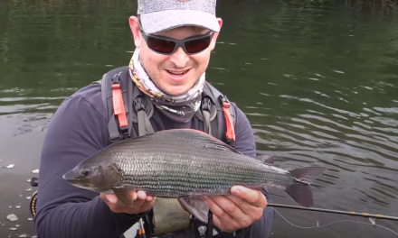 Fly fishing for Huge Grayling