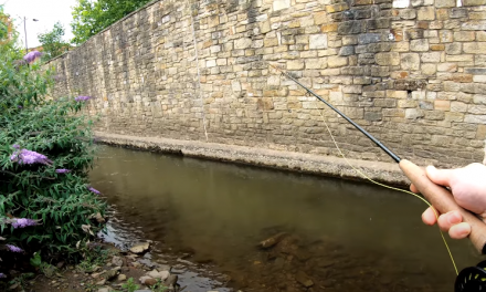 Can you Fly Fish for Wild Trout in the City?