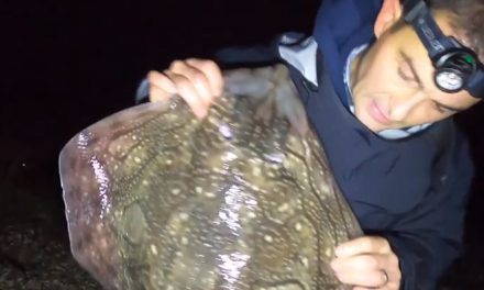 Undulate Ray from the Shore