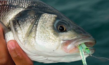 Catch your first sea bass! a Beginner’s guide to Lure fishing for the species