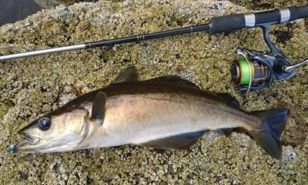 SHORE POLLACK & CODLING ON LURES