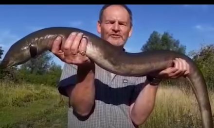Monster 10lb Eel, live footage!
