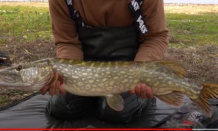 A Pike fishing special: Knowledge, tackle and safety!