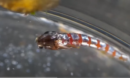 Buzzer Fishing – Everything You Need To Know!