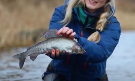 Big Grayling From Scotland’s River Teviot