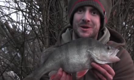 Specimen Perch From Commercial Fisheries