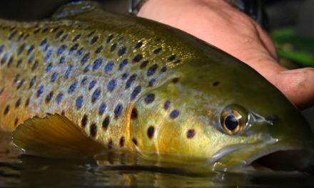 Guide To Trout On Crankbaits!