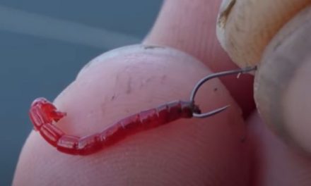 Bloodworm and Joker Fishing For Match Success!