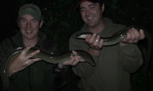 ADTV’s Specimen Eel Special!