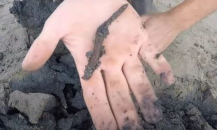 How To Dig Your Own Worms For Sea Fishing!