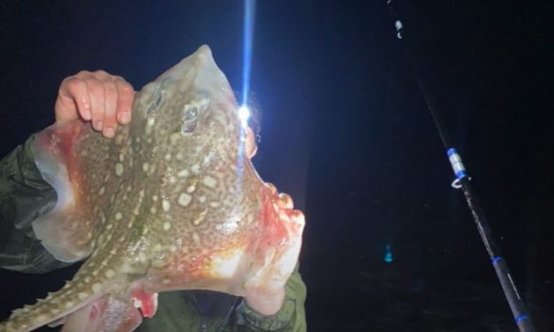 Big Rays Off The Beach!