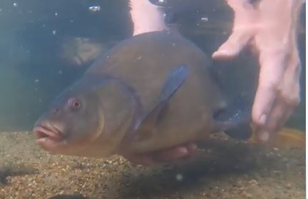 Top 5 Tench Baits!