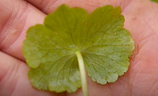 How To Identify Floating Pennywort!