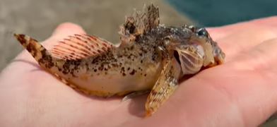 Catching Scary Sea Fish In Anglesey!